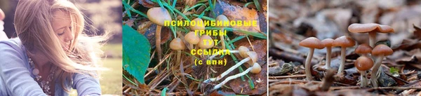 сатива Алзамай